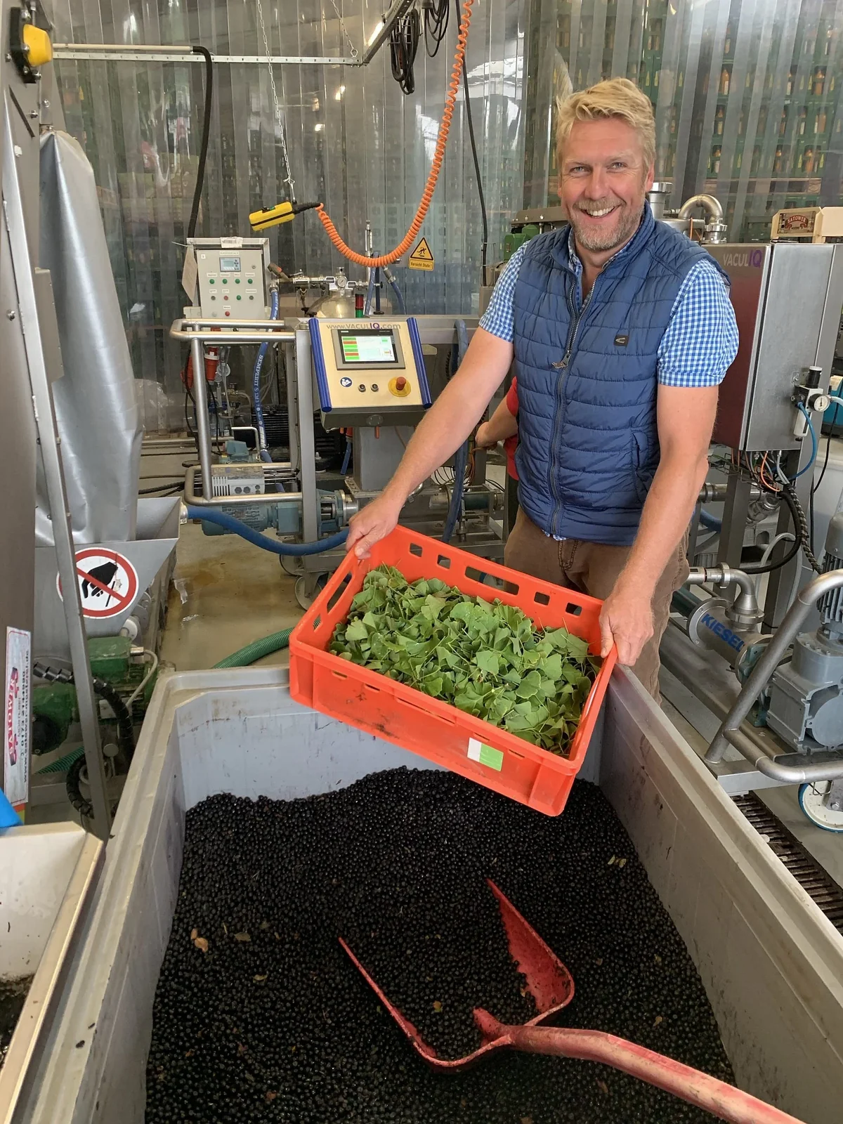 Mitarbeiter kippt eine Kiste Ginkgoblätter in den Bottich mit Aroniabeeren-Maische