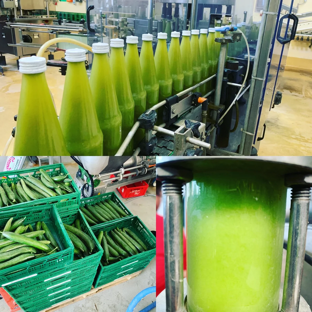 Frisch abgefüllte Flaschen Gurkensaft neben Kisten mit Gurken