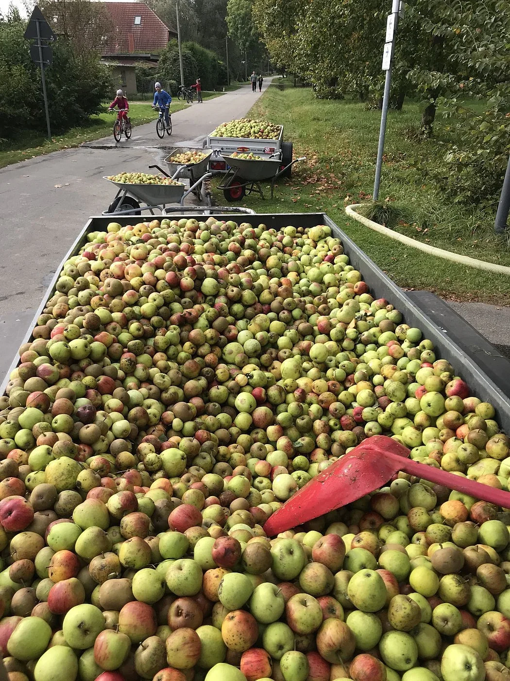 Randvoller Anhänger mit frisch geernteten Äpfeln auf einem Radweg