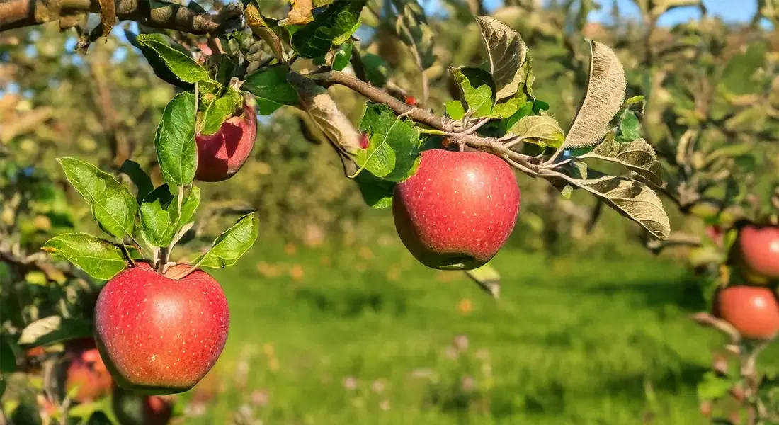 Reife rote Äpfel am Baum im Streuobstgarten
