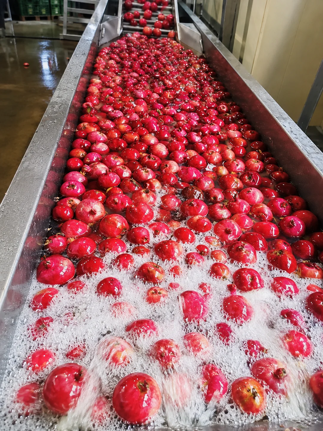 Granatäpfel im Waschkanal, Nahaufnahme
