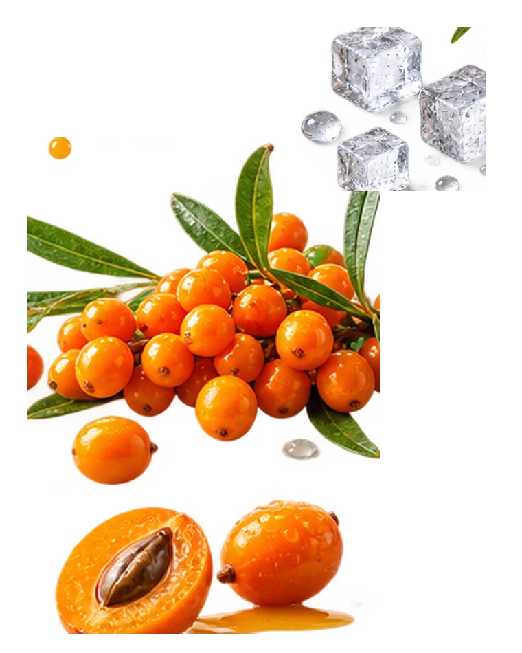 Lose Sanddornbeeren mit Zweig und Eiswürfeln
